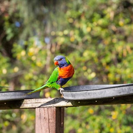 Lorikeet Holiday Park Hotel Arrawarra Eksteriør billede